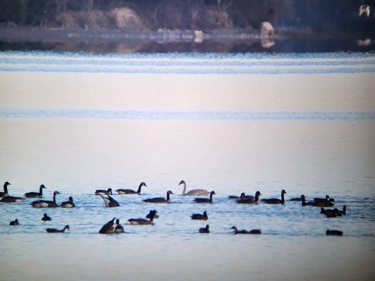 Tundra Swan - ML641250284