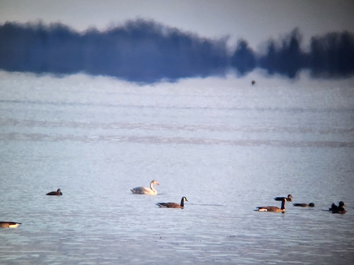 Tundra Swan - ML641250285