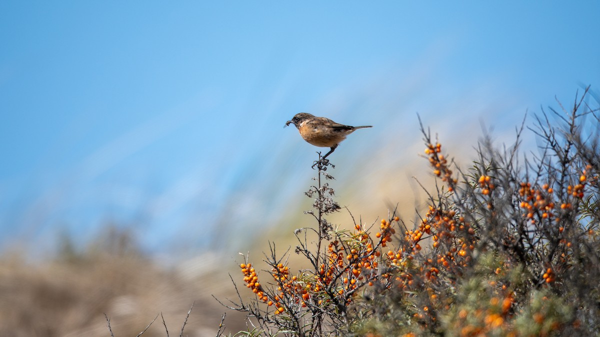 European Stonechat - ML641250286