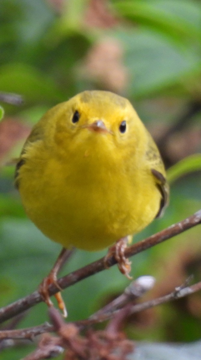 Wilson's Warbler - ML641250293