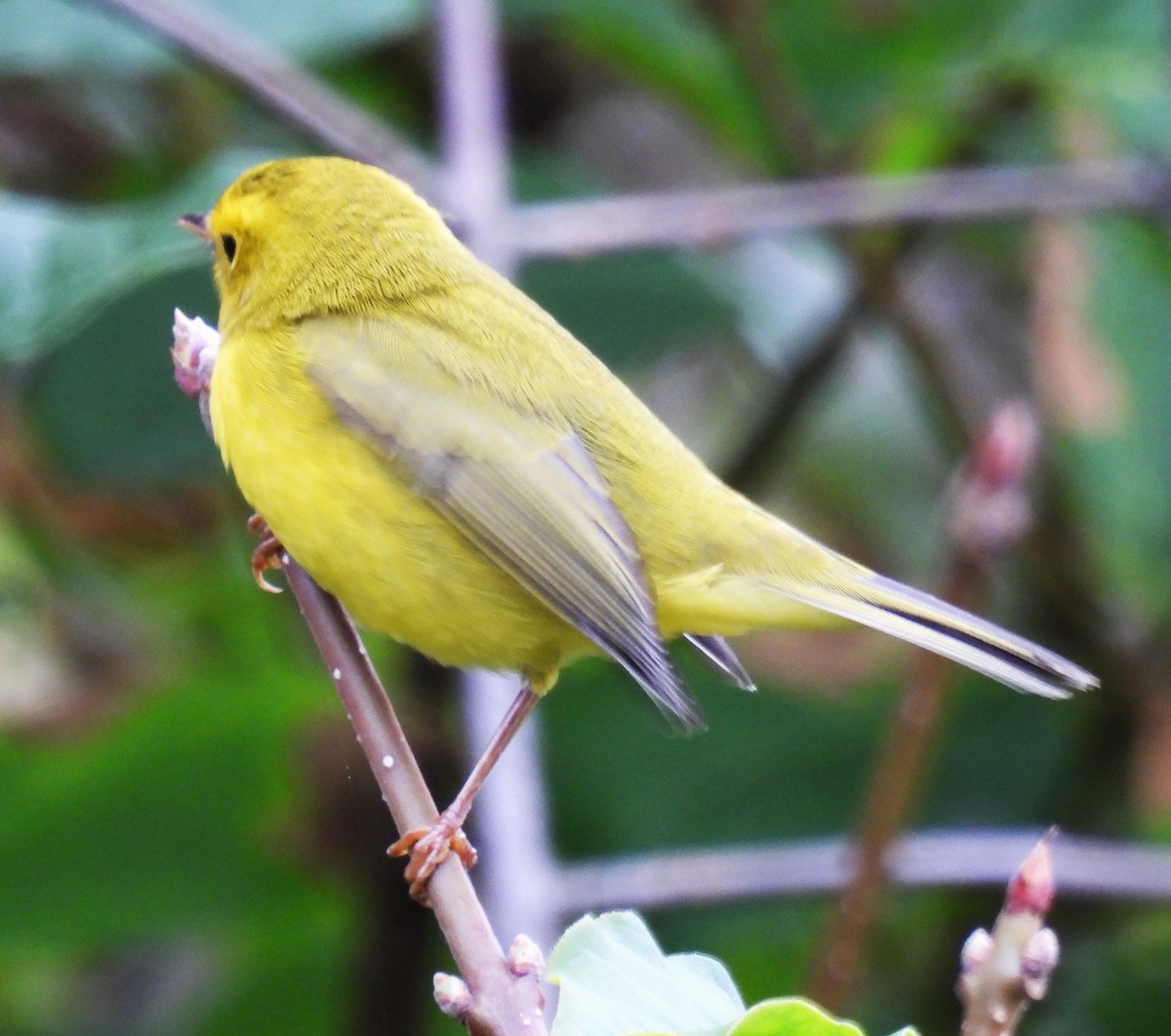 Wilson's Warbler - ML641250295