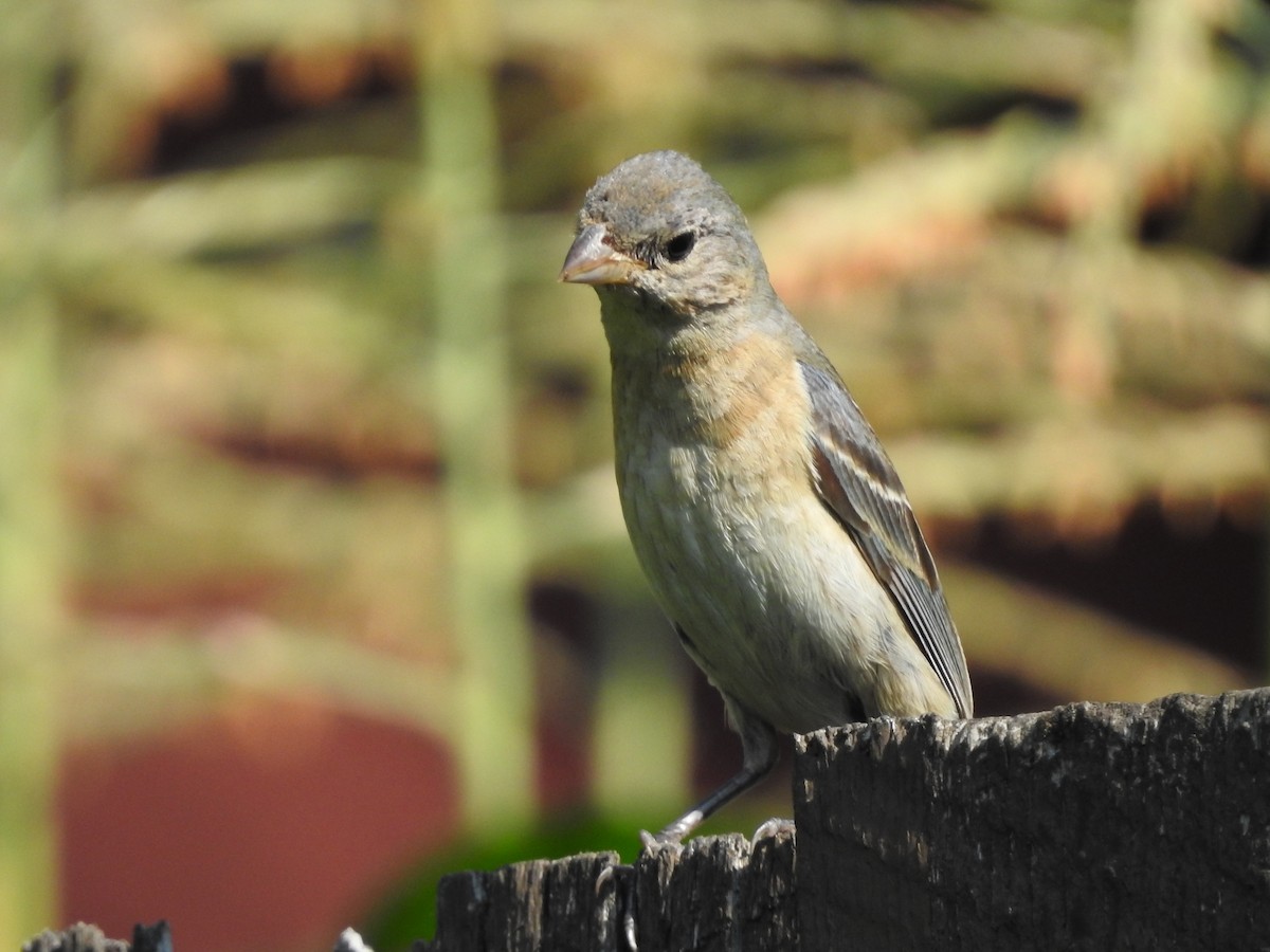 Passerin azuré - ML641250296