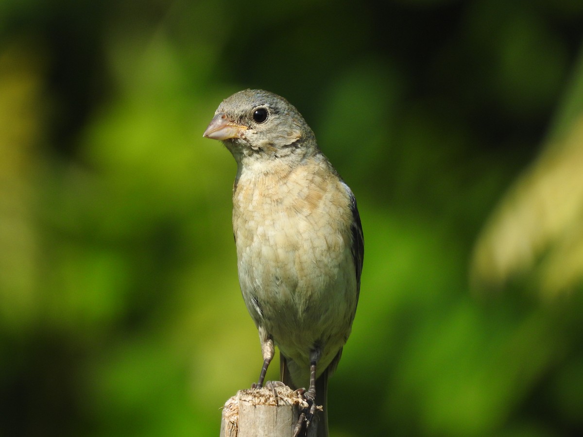 Passerin azuré - ML641250303