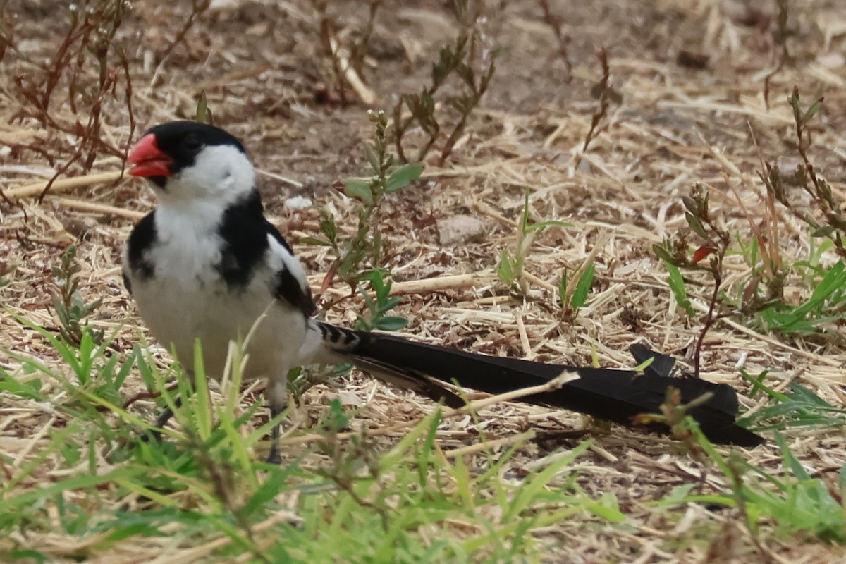 Pin-tailed Whydah - ML641250306