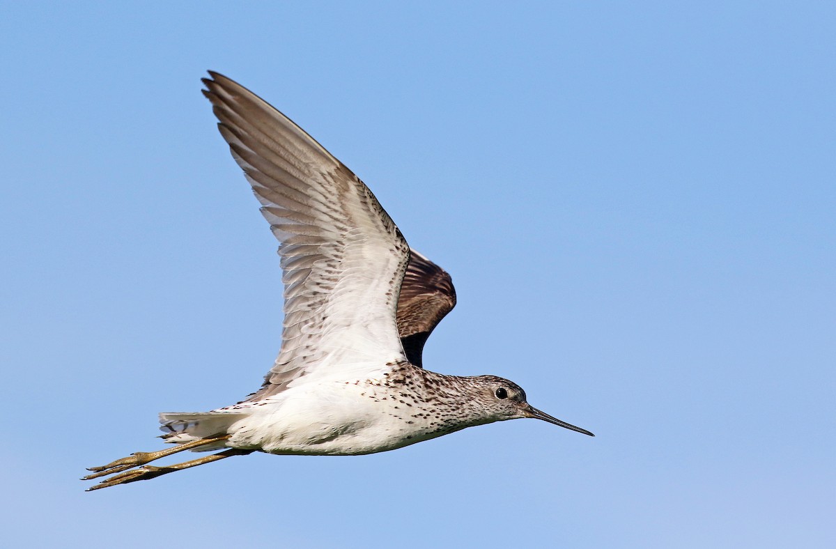 Marsh Sandpiper - ML64125031