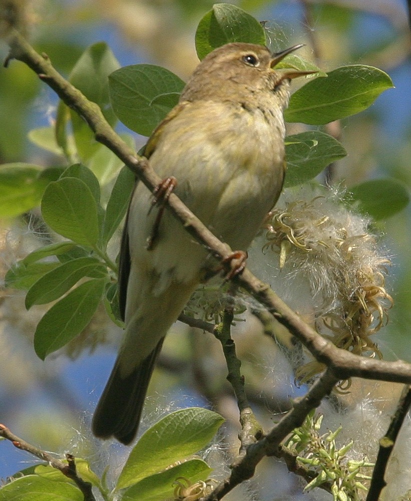 Common Chiffchaff - ML641250317