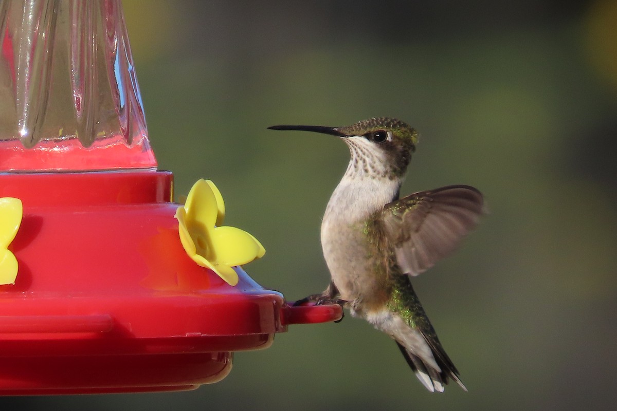 Ruby-throated Hummingbird - ML641250346