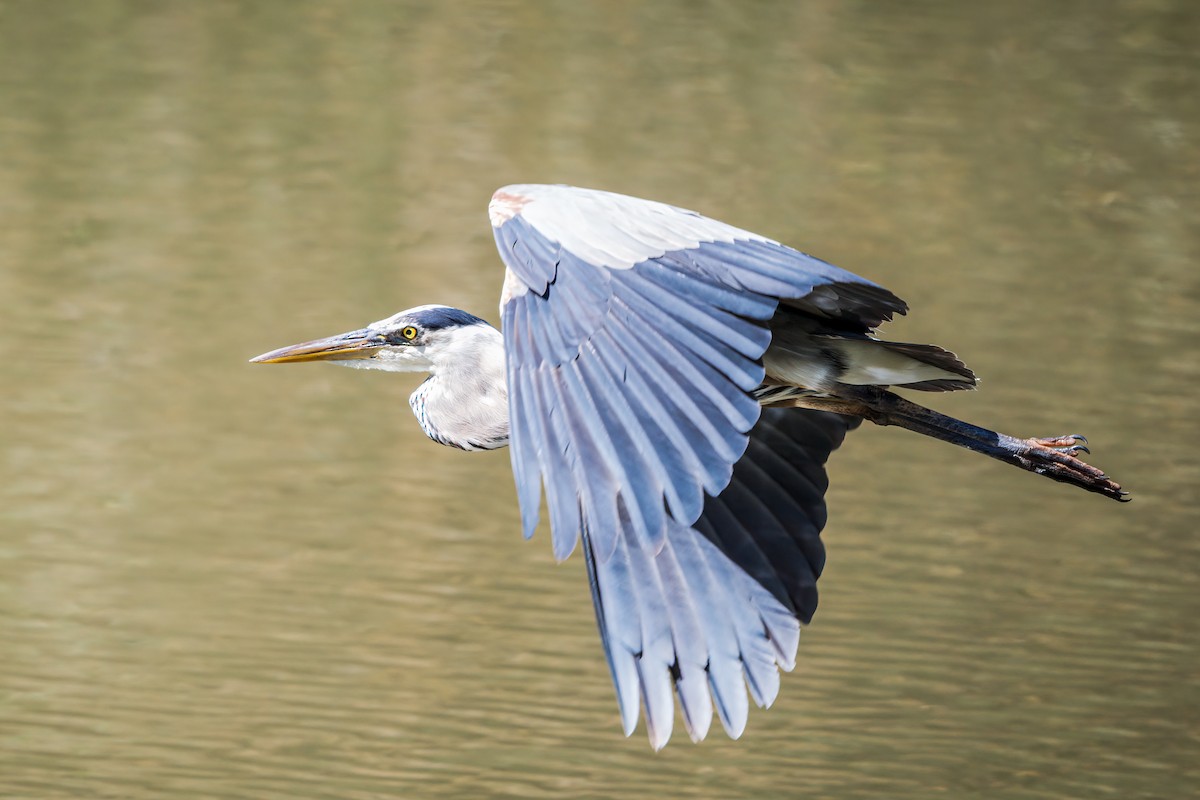 Great Blue Heron - ML641250364