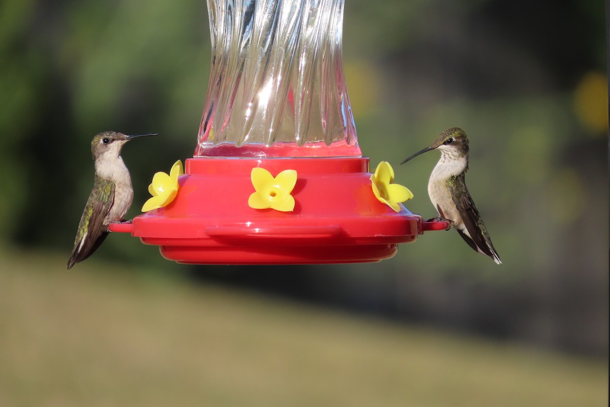 Ruby-throated Hummingbird - ML641250367