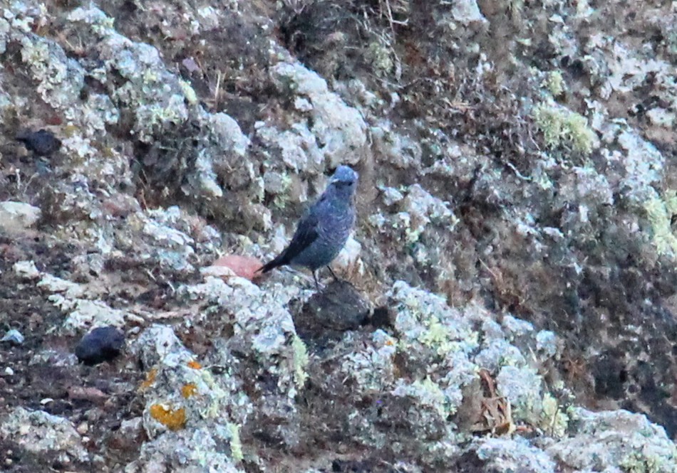 Blue Rock-Thrush - ML641250373