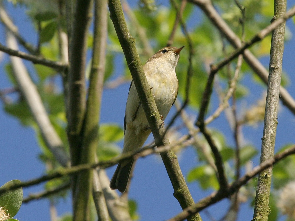 Common Chiffchaff - ML641250391