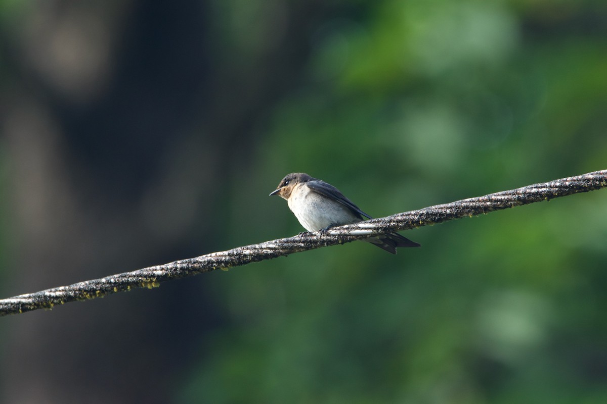 Pacific Swallow - ML641250434