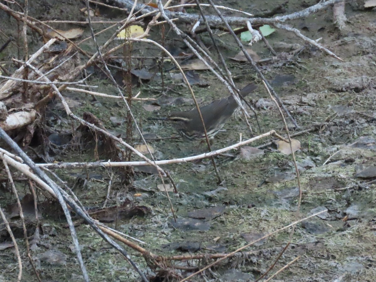 Northern Waterthrush - ML641250467