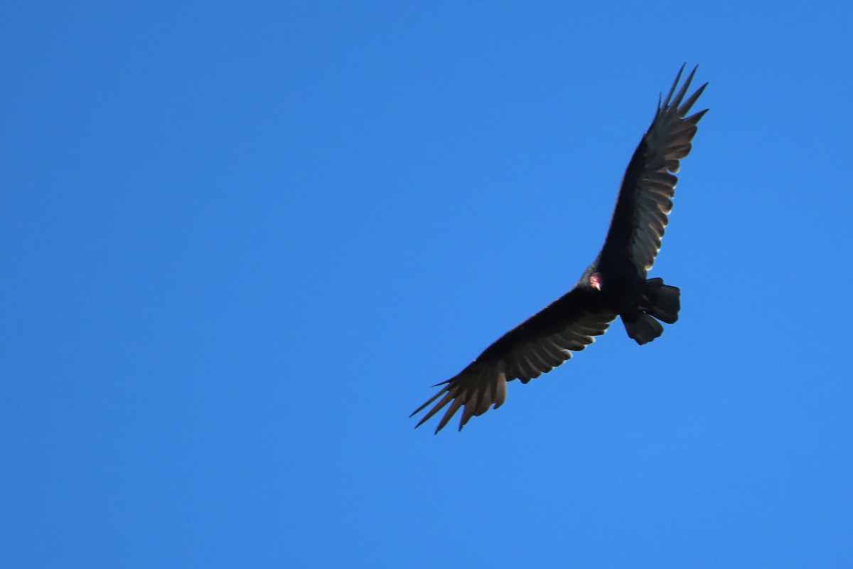 Turkey Vulture - ML641250481