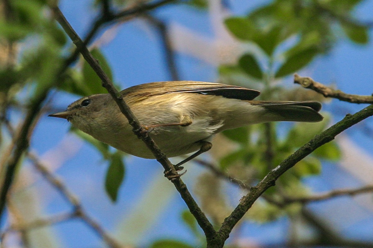 Common Chiffchaff - ML641250482