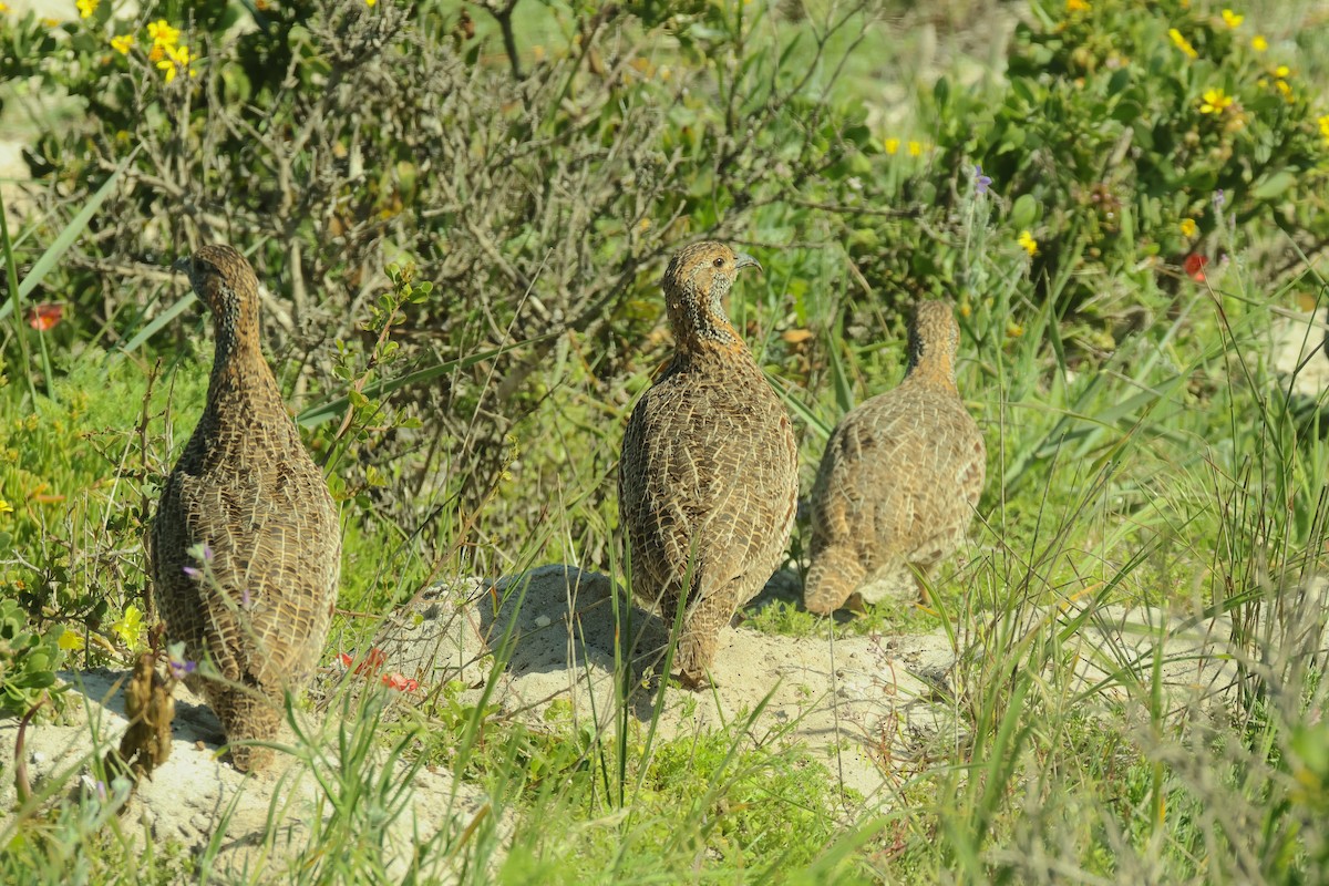 Gray-winged Francolin - ML641250484