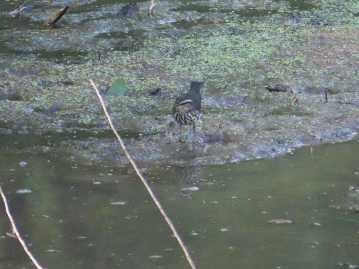 Northern Waterthrush - ML641250494
