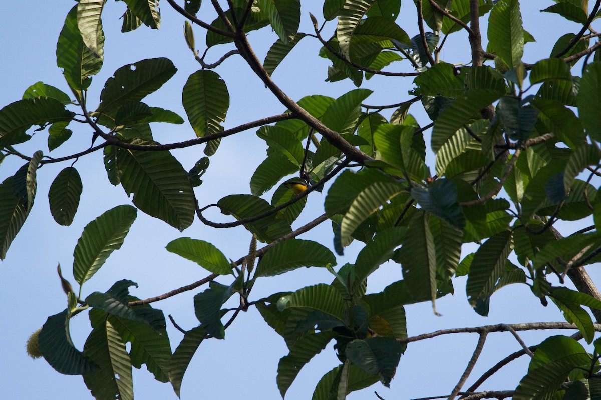 Orange-bellied Flowerpecker - ML641250499