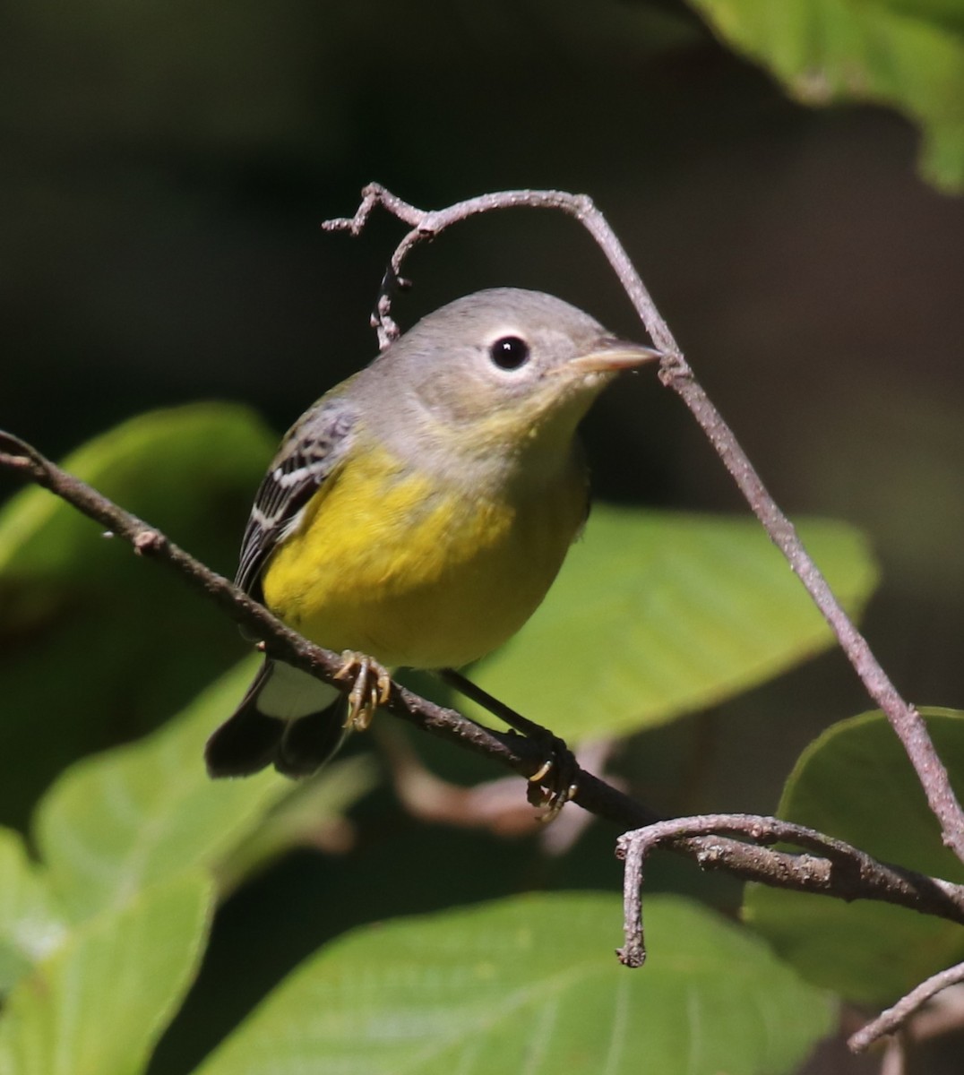 Magnolia Warbler - ML641250502