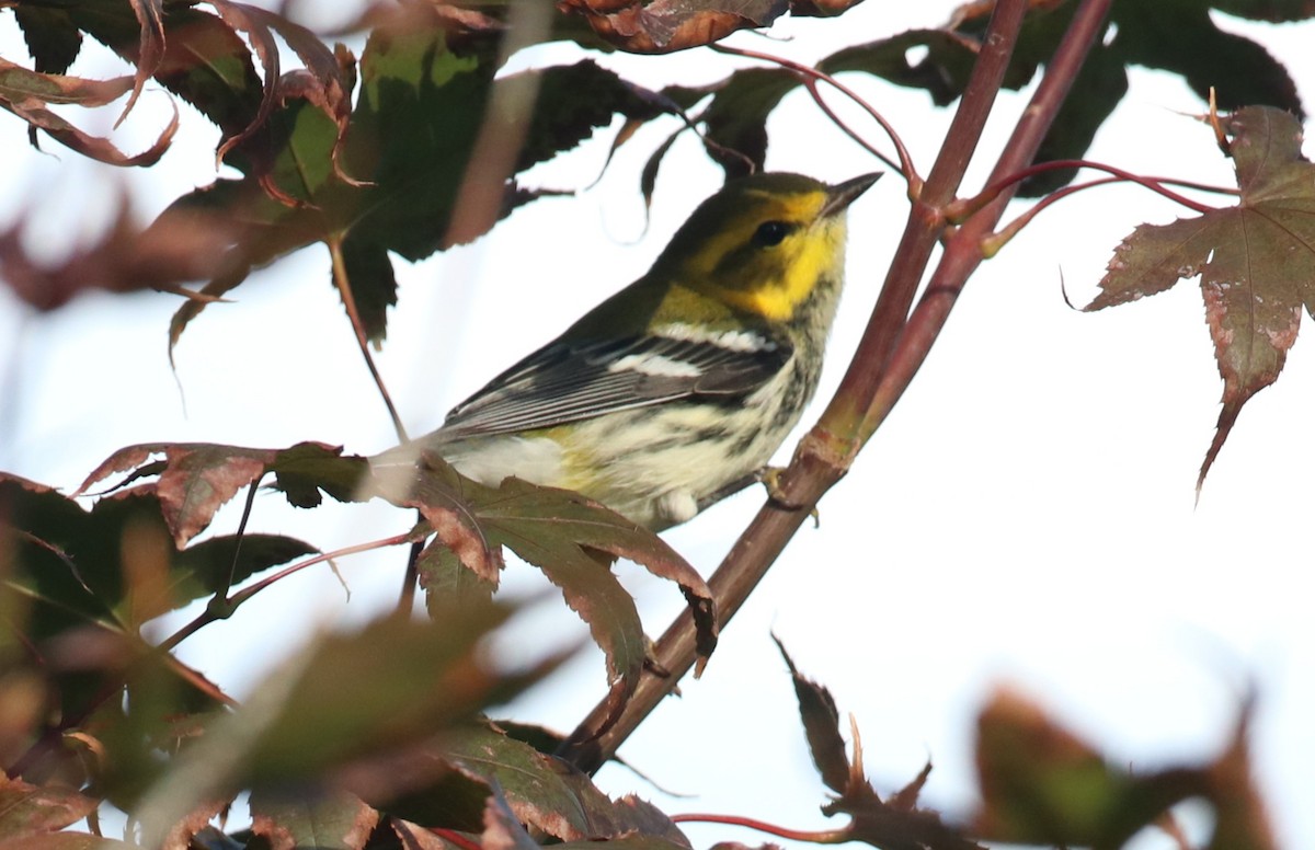 Black-throated Green Warbler - ML641250515