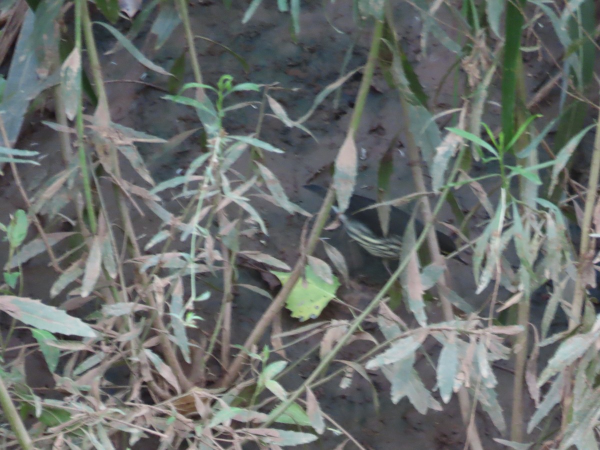 Northern Waterthrush - ML641250516