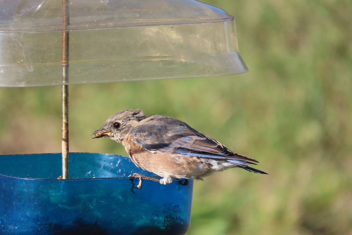 Eastern Bluebird - ML641250519