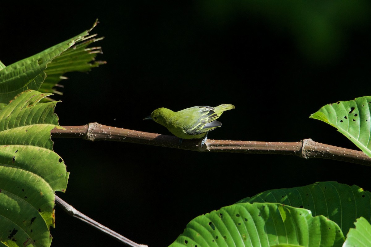 Green Iora - ML641250534