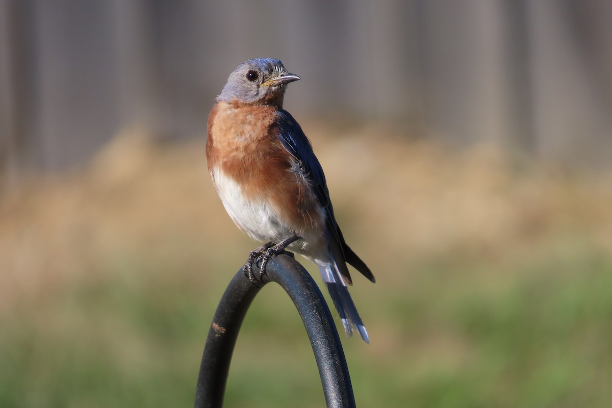 Eastern Bluebird - ML641250535