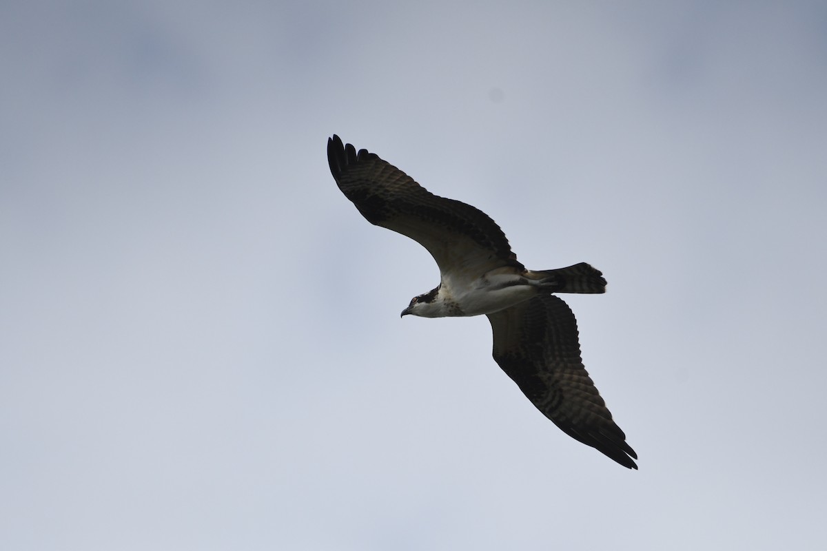 Osprey (American) - ML641250559