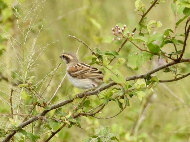 Shelley's Rufous Sparrow - ML641250593