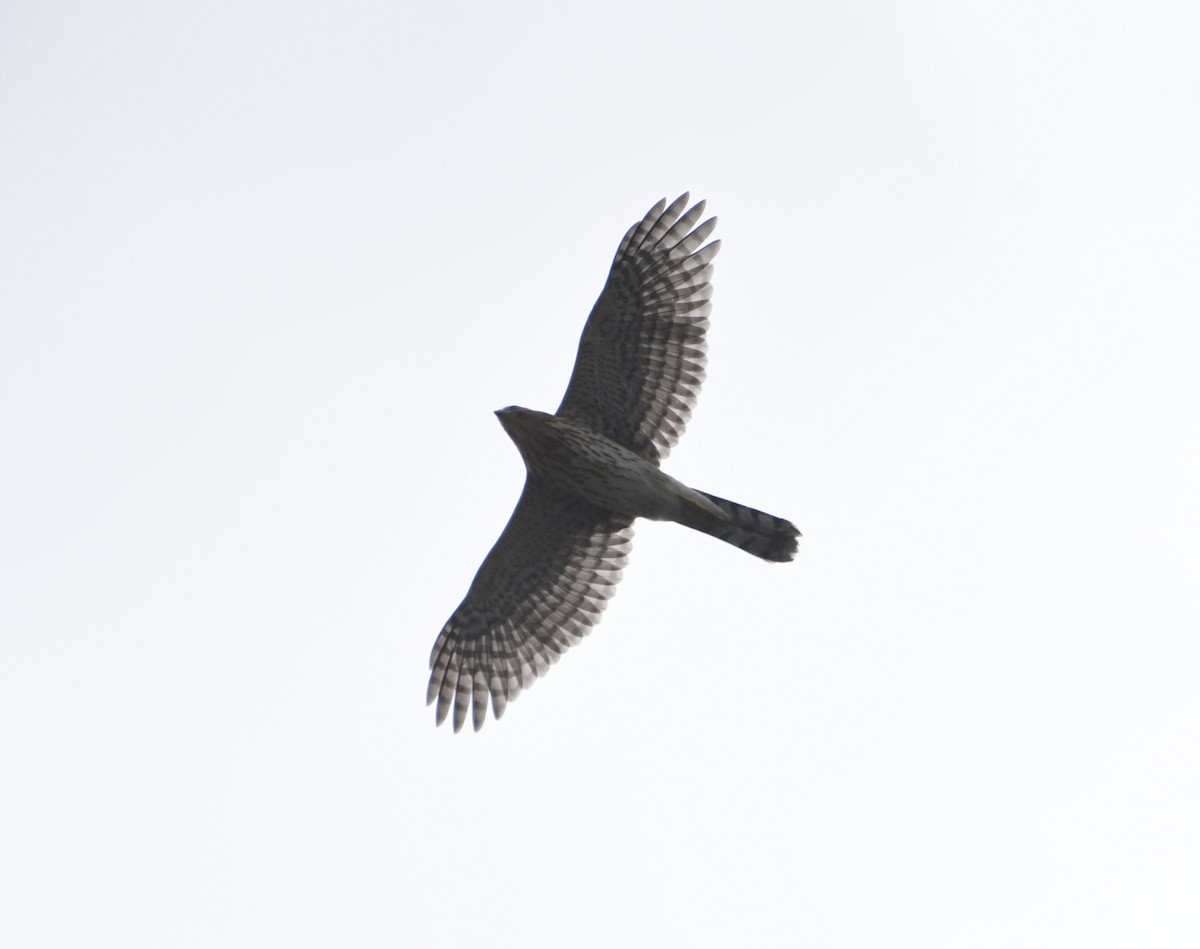 Cooper's Hawk - ML641250601