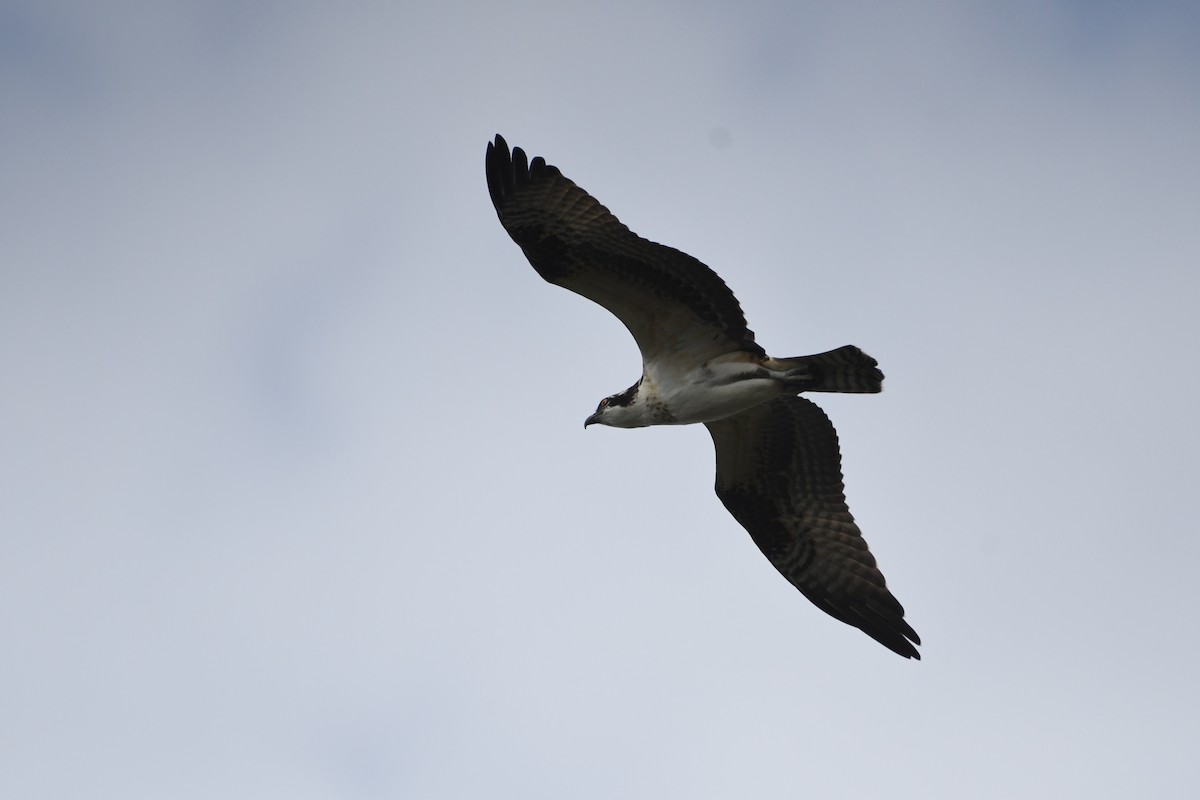 Osprey (American) - ML641250610