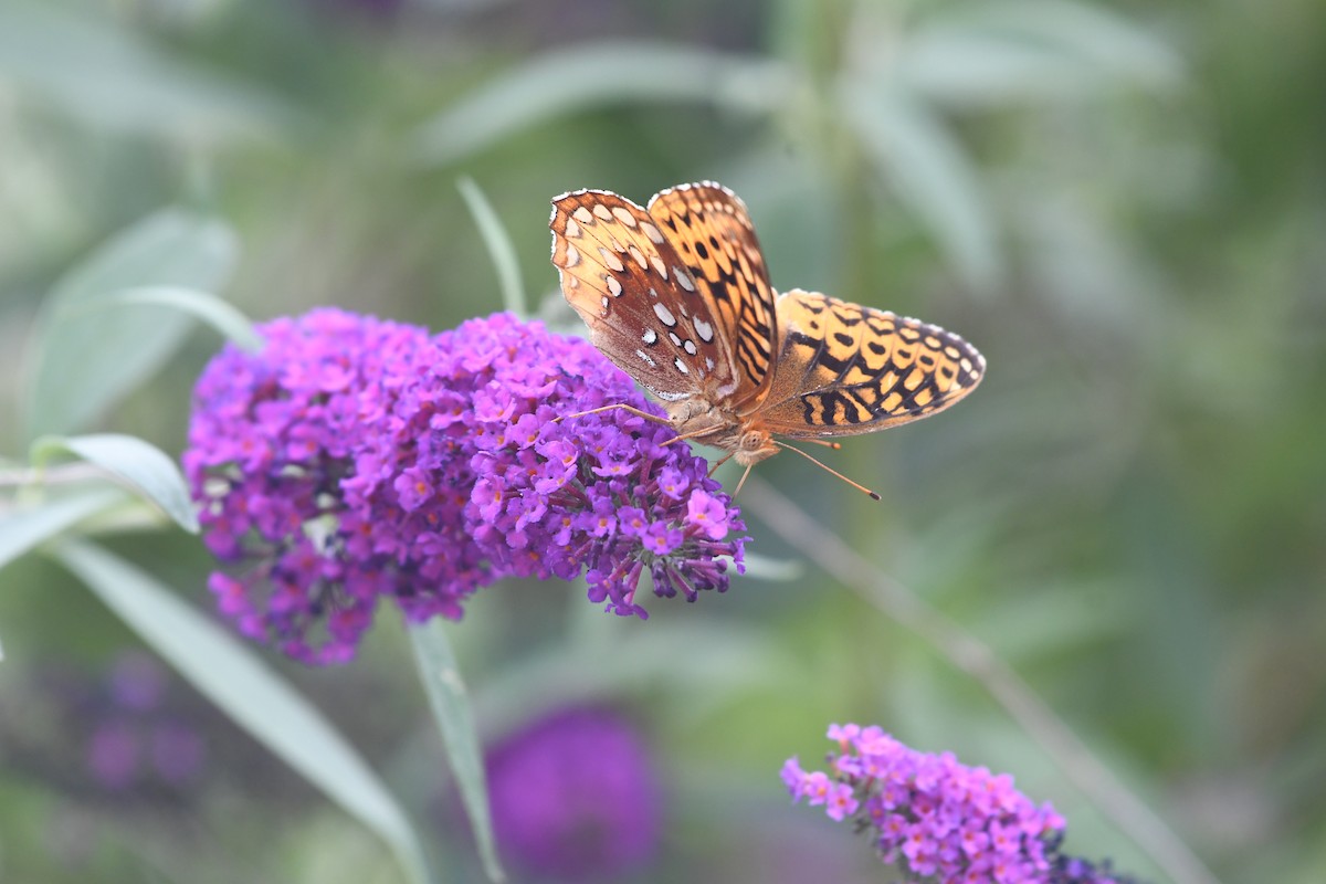 Common Great Spangled Fritillary - ML641250617