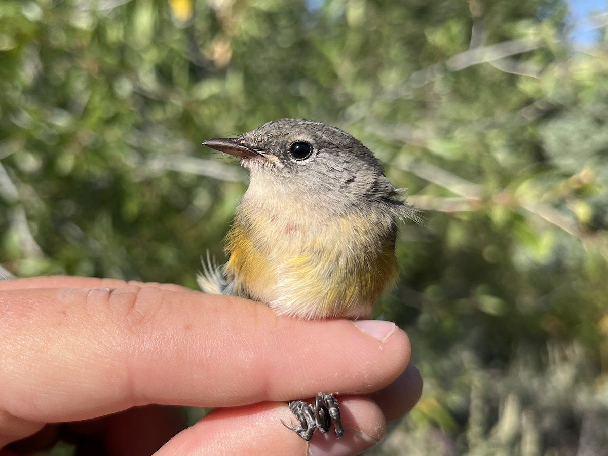 American Redstart - ML641250631
