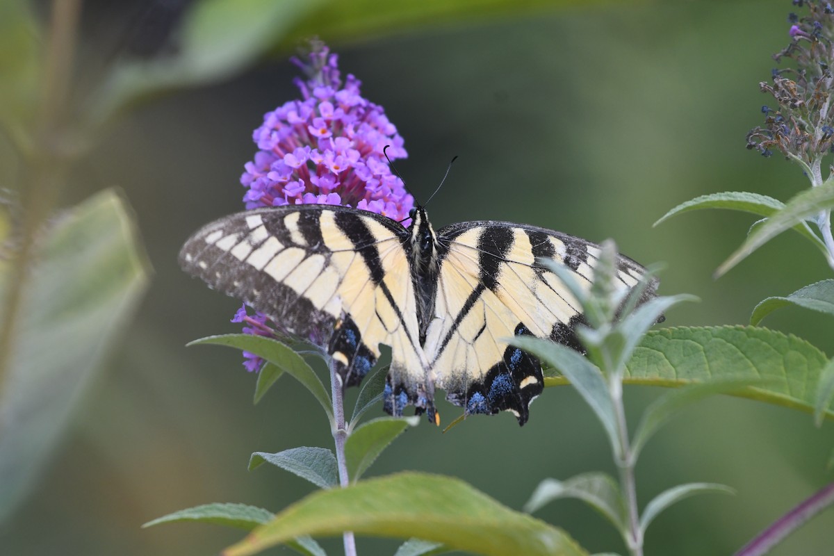 Eastern Tiger Swallowtail - ML641250632
