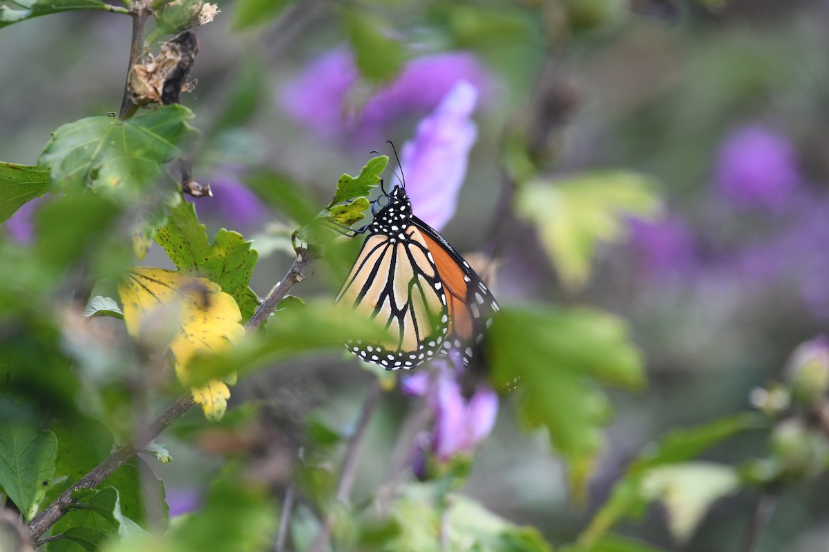 Migratory Monarch - ML641250634