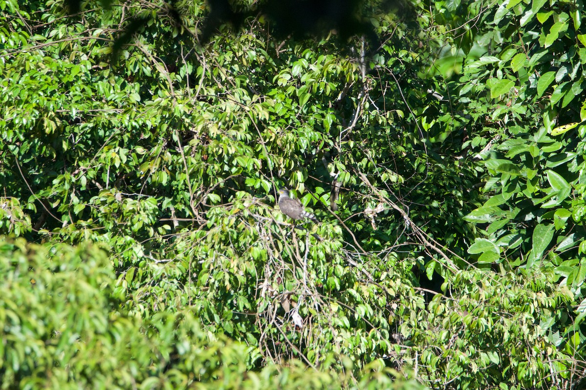 Crested Serpent-Eagle - ML641250662