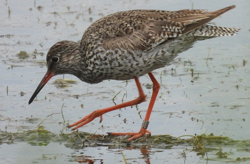 Common Redshank - ML641250670