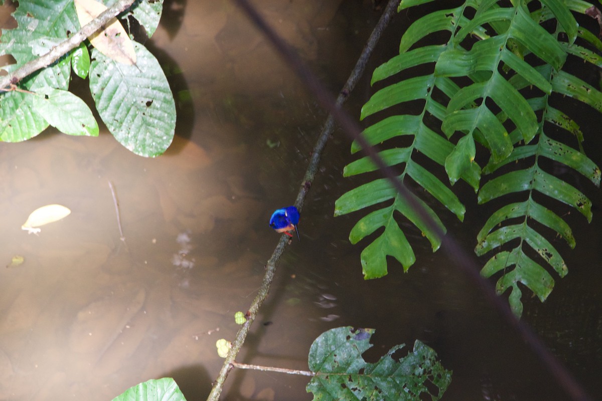 Blue-eared Kingfisher - ML641250676