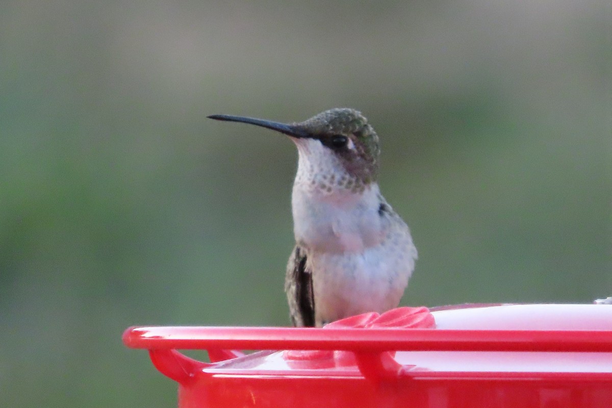 Ruby-throated Hummingbird - ML641250699