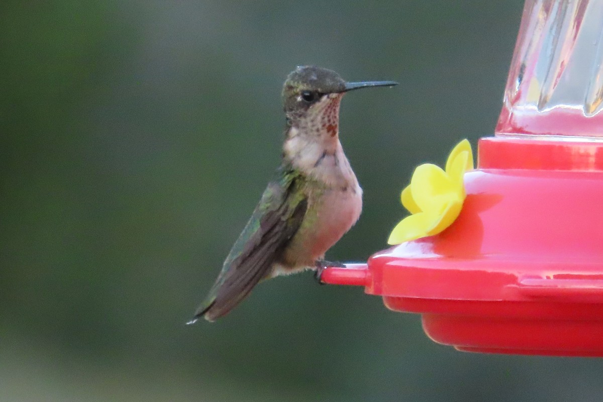 Ruby-throated Hummingbird - ML641250707