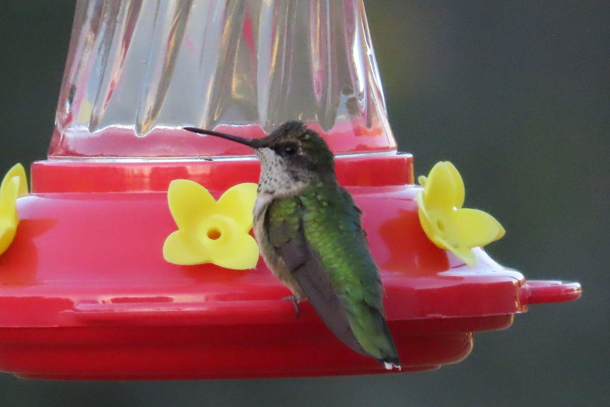 Ruby-throated Hummingbird - ML641250731