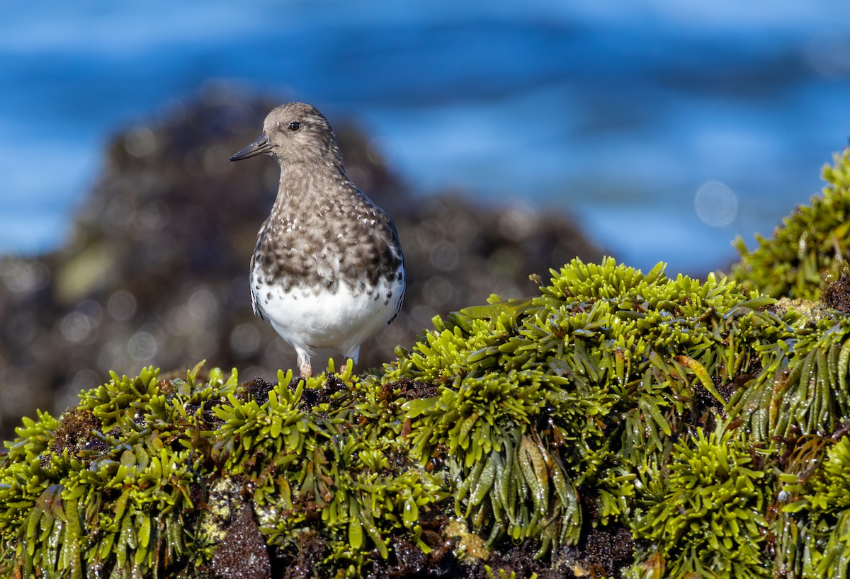 kamenáček černohlavý - ML641250733