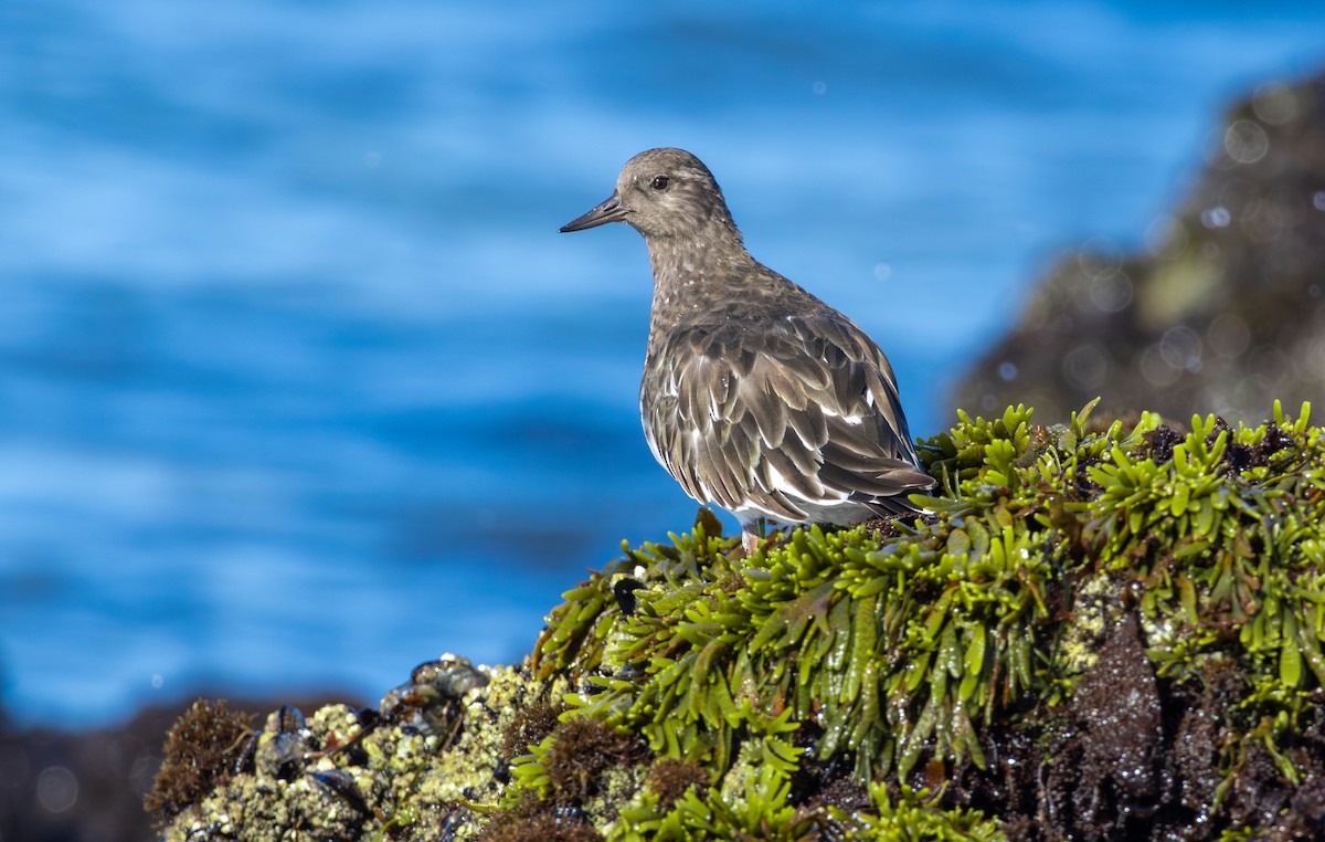 kamenáček černohlavý - ML641250734