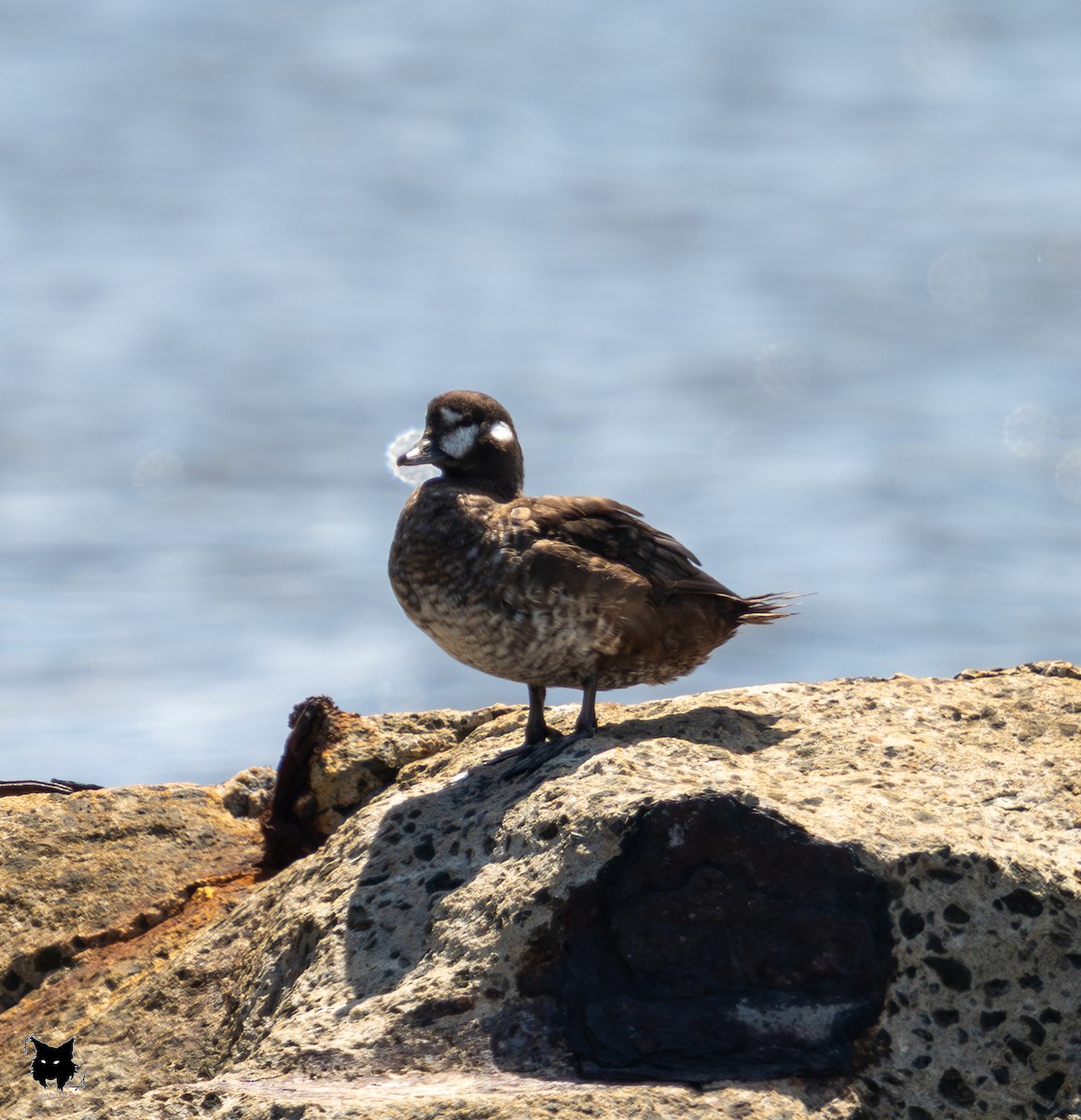 Harlequin Duck - ML641250755