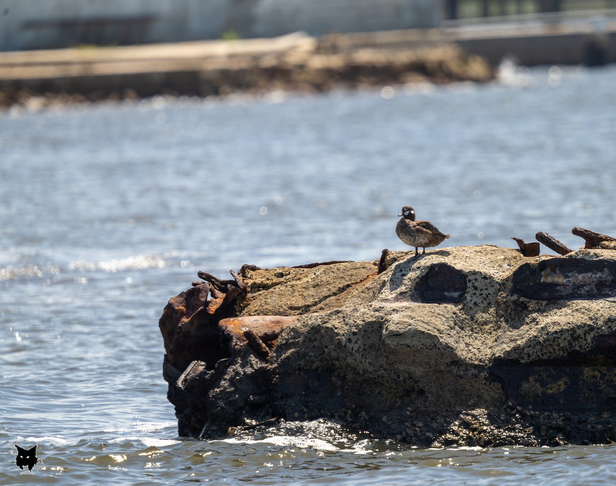 Harlequin Duck - ML641250756