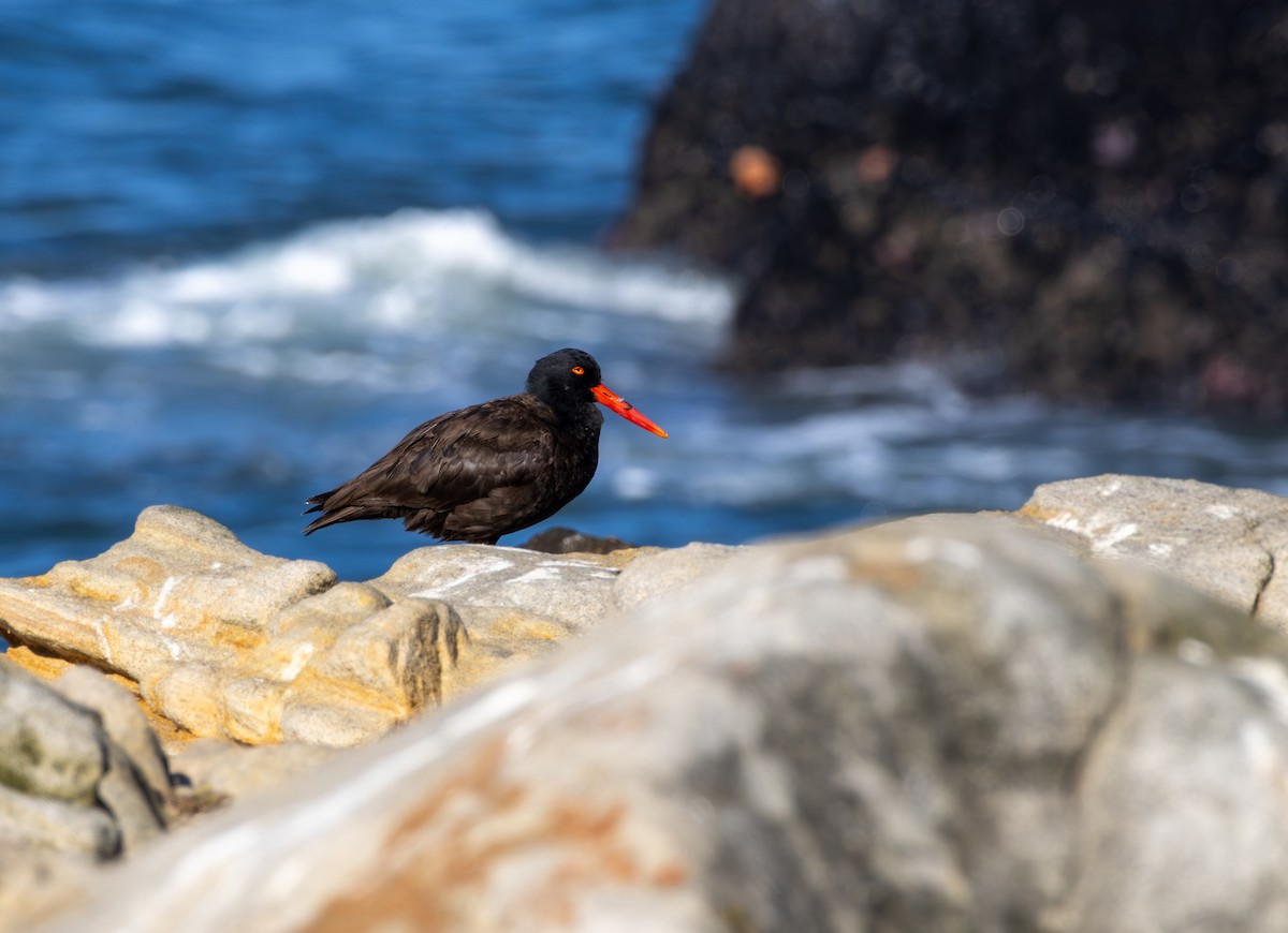 ústřičník západní - ML641250760