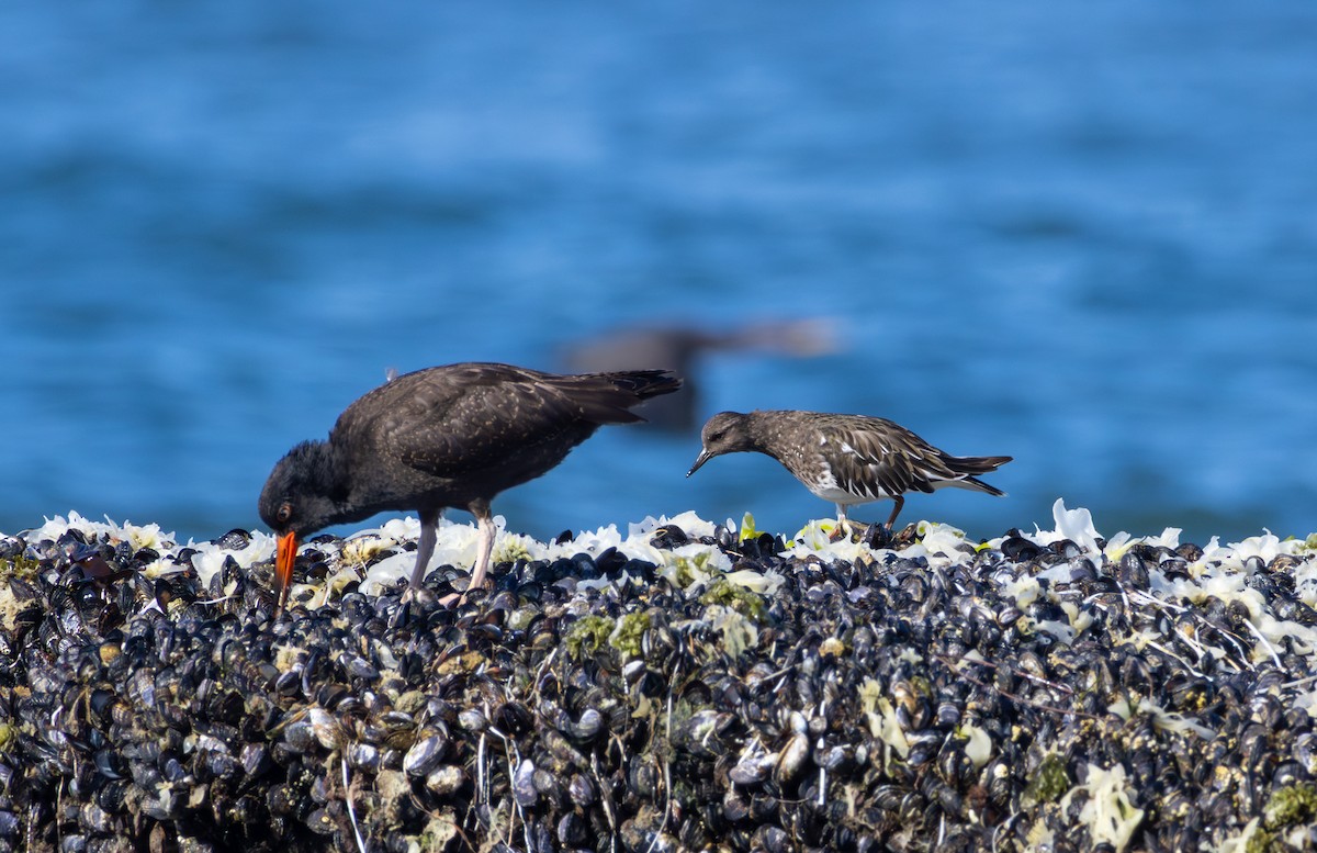 ústřičník západní - ML641250761