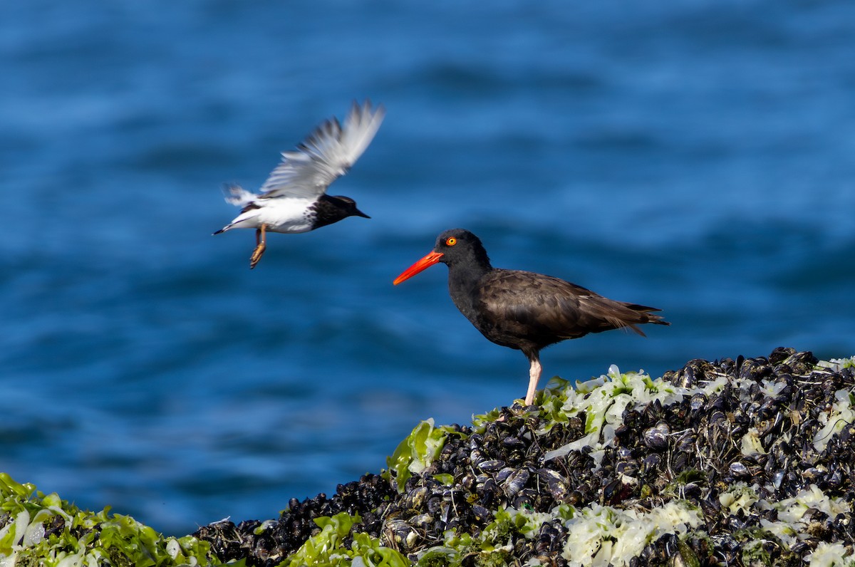 ústřičník západní - ML641250762