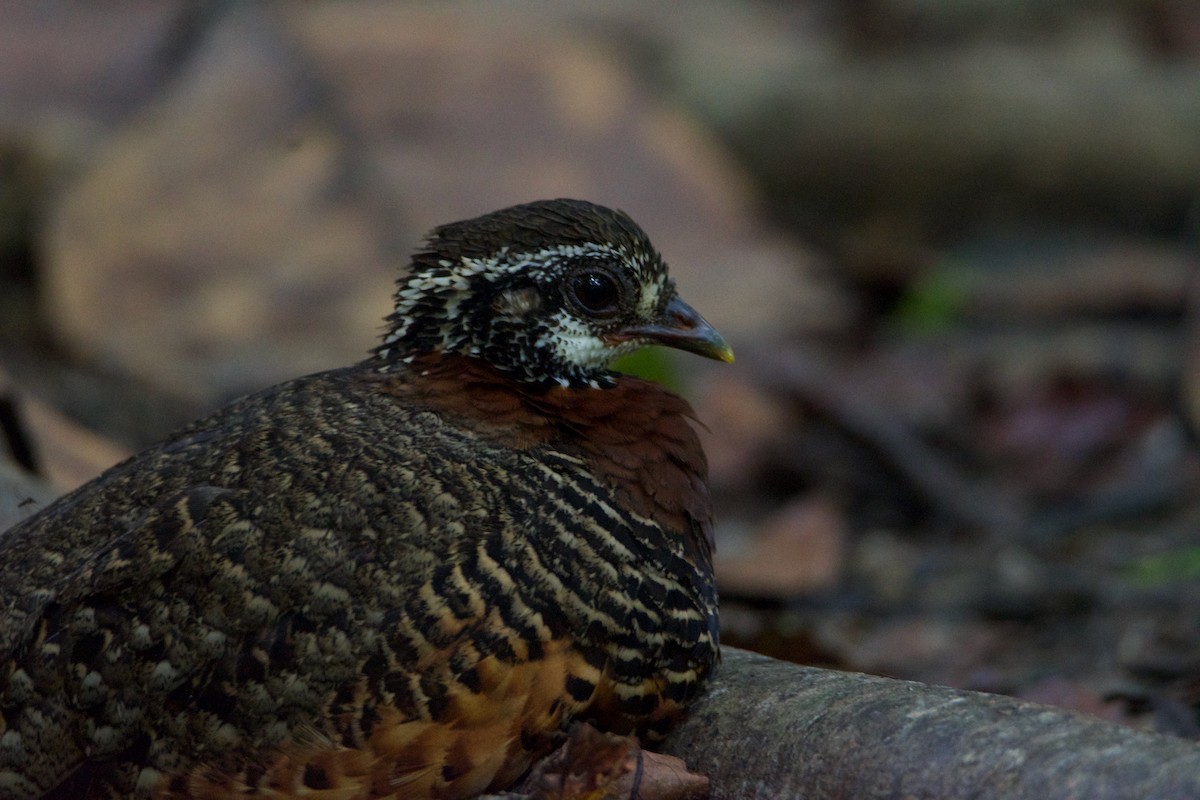 Sabah Partridge - ML641250764